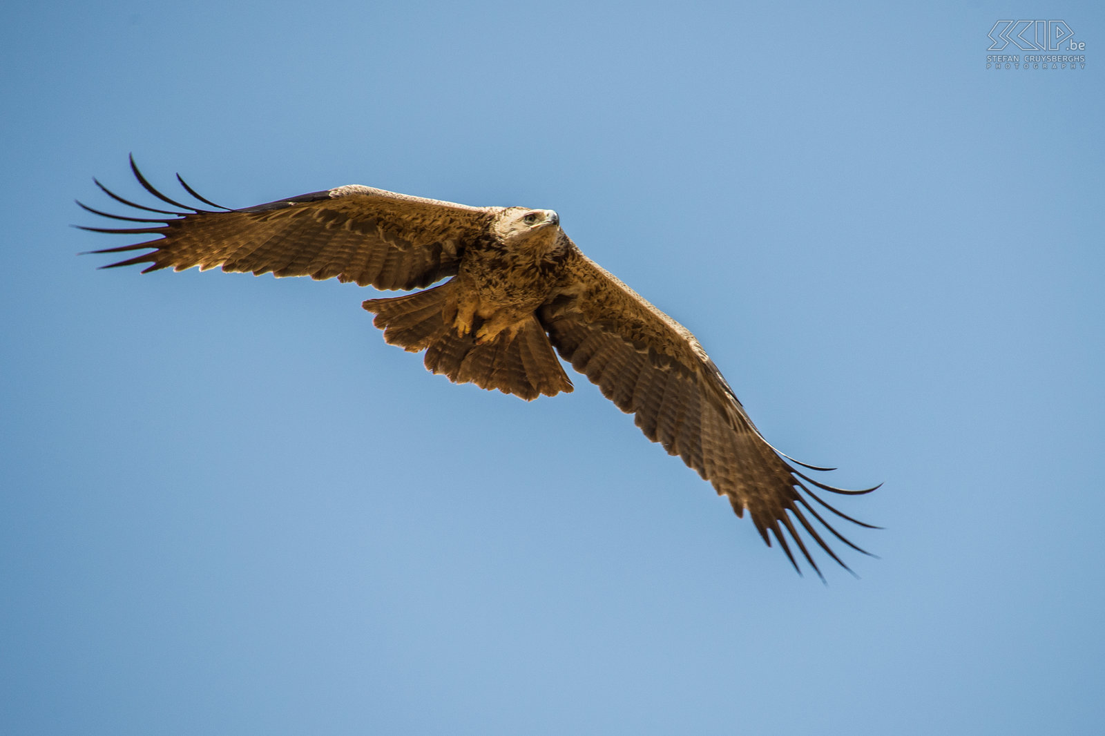 Samburu - Savannearend Een savannearend (Tawny eagle, Aquila rapax) in de vlucht. Stefan Cruysberghs